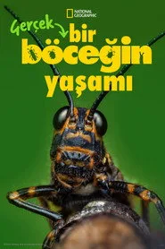 Gerçek Bir Böceğin Yaşamı 1. sezon