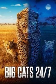 Big Cats 24/7 posteri