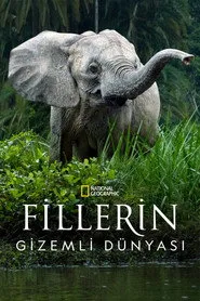 Fillerin Gizemli Dünyası 1. sezon
