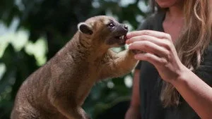 Sam's Zookeeper Challenge 1. sezon 3. bölüm görseli