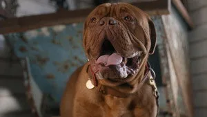 Turner & Hooch 1. sezon 12. bölüm görseli