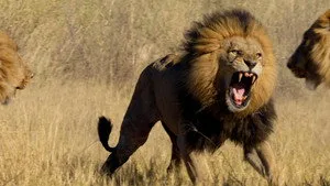 Big Cats 24/7 2. sezon 3. bölüm görseli