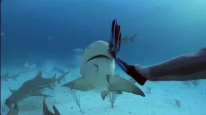 When Sharks Attack 2. sezon 3. bölüm görseli