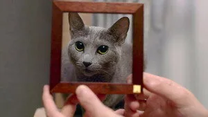 Kedi Kopyaları