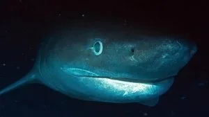 OceanXplorers 1. sezon 3. bölüm görseli