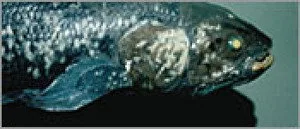 3. Bölüm