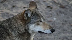 3. Bölüm