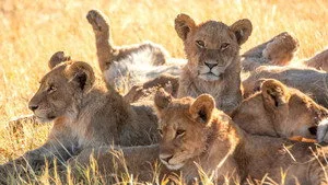 Big Cats 24/7 2. sezon 2. bölüm görseli