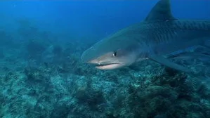 When Sharks Attack 1. sezon 2. bölüm görseli