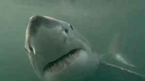 When Sharks Attack 4. sezon 2. bölüm görseli