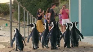 Penguen Kolonisi 1. sezon 6. bölüm görseli