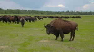 Win the Wilderness: Alaska 1. sezon 3. bölüm görseli
