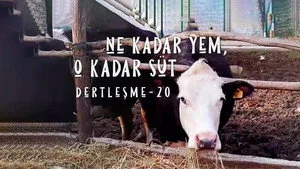 Dertleşme - Ne kadar yem, o kadar süt