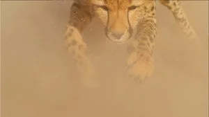 Big Cats 1. sezon 1. bölüm görseli