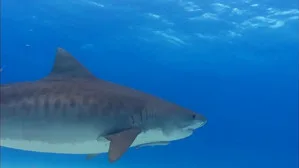 When Sharks Attack 4. sezon 1. bölüm görseli