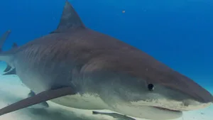 When Sharks Attack 6. sezon 3. bölüm görseli