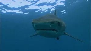 When Sharks Attack 2. sezon 1. bölüm görseli