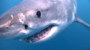 When Sharks Attack 5. sezon 2. bölüm görseli