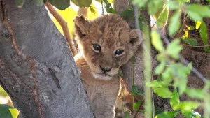 Big Cats 24/7 2. sezon 5. bölüm görseli