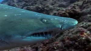 When Sharks Attack 5. sezon 1. bölüm görseli