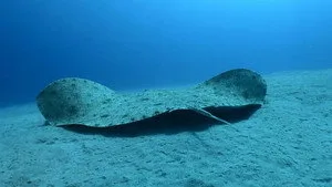 Bodrum'un Bilinmeyen Vatoz Türleri