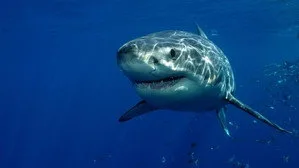 When Sharks Attack 3. sezon 3. bölüm görseli