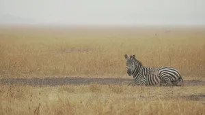 Afrika'nın Gizli Hazineleri 1. sezon 1. bölüm görseli