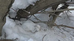 Alone 13. sezon 12. bölüm görseli