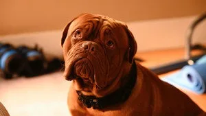 Bir Köpek İçin Zor Bir Gün