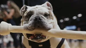 Köpekler 2. sezon 1. bölüm görseli