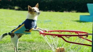En Değerli Köpek