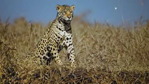 Jaguar Cangılı