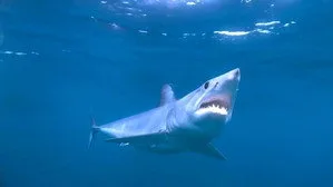When Sharks Attack 1. sezon 3. bölüm görseli