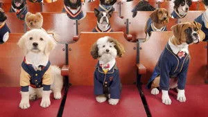 Sokak Köpeğinin İlk Günü