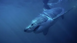 When Sharks Attack 3. sezon 2. bölüm görseli