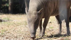 Secrets of the Zoo: Tampa 4. sezon 9. bölüm görseli