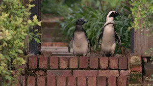 Penguen Kolonisi 1. sezon 7. bölüm görseli