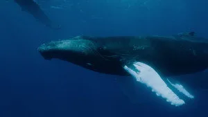 OceanXplorers 1. sezon 1. bölüm görseli