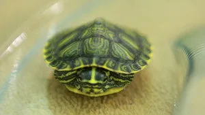 Egzotik Hayvanlara İlk Yardım 2. sezon 3. bölüm görseli