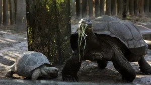 Secrets of the Zoo: Tampa 4. sezon 10. bölüm görseli