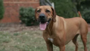 Köpekler 2. sezon 2. bölüm görseli