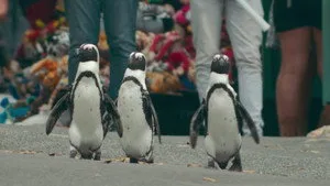 Penguen Kolonisi 1. sezon 1. bölüm görseli