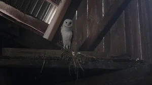 Ghosts 3. sezon 1. bölüm görseli