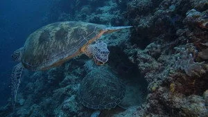 Sipadan Kaplumbağaları