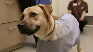 Rocky Mountain Animal Rescue 1. sezon 6. bölüm görseli