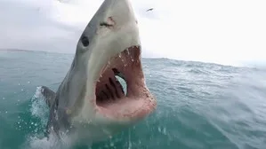 When Sharks Attack 5. sezon 6. bölüm görseli