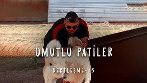 Dertleşme - Umutlu Patiler