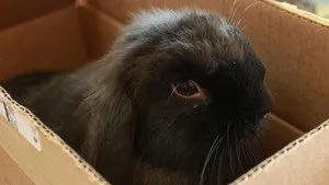 Egzotik Hayvanlara İlk Yardım 2. sezon 4. bölüm görseli