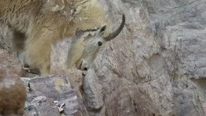 Vahşi Gezegen 1. sezon 1. bölüm görseli