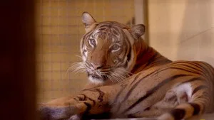 Secrets of the Zoo: Tampa 4. sezon 8. bölüm görseli